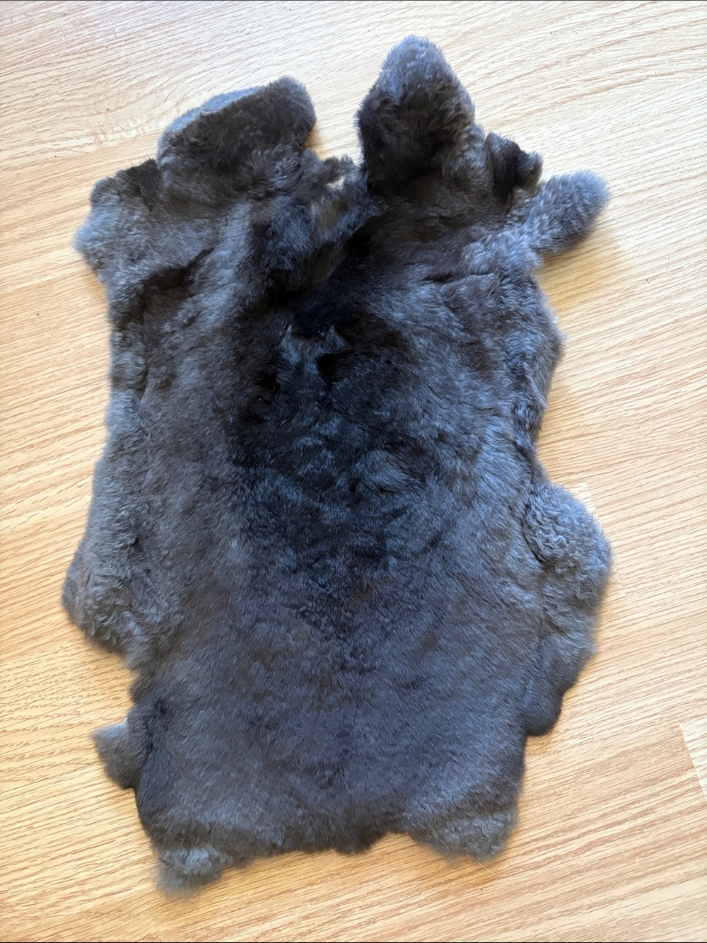 C0064 Rex rabbit hide